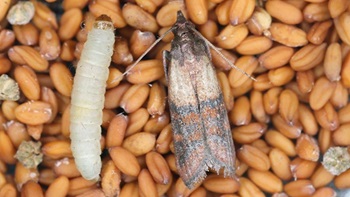 Come eliminare le tarme nel cibo e gli insetti della farina